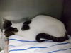 adoptable Cat in  named GALADRIEL