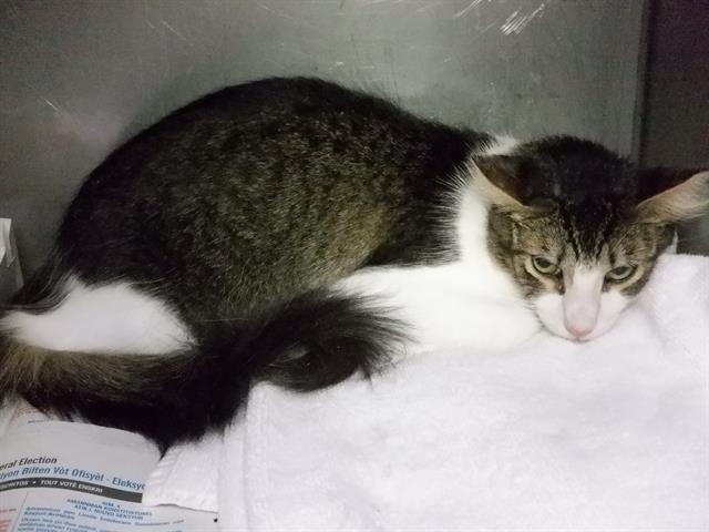 adoptable Cat in Miami, FL named PIPPIN