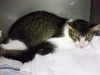 adoptable Cat in miami, FL named PIPPIN