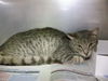 adoptable Cat in miami, FL named SAMWISE