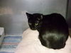 adoptable Cat in miami, FL named BALROG