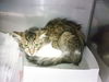 adoptable Cat in miami, FL named SARUMAN