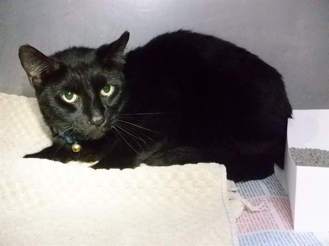 adoptable Cat in Miami, FL named SAURON