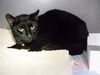 adoptable Cat in miami, FL named SAURON