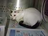 adoptable Cat in miami, FL named BILBO