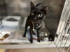 adoptable Cat in miami, FL named ARAGORN
