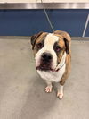 adoptable Dog in  named ED