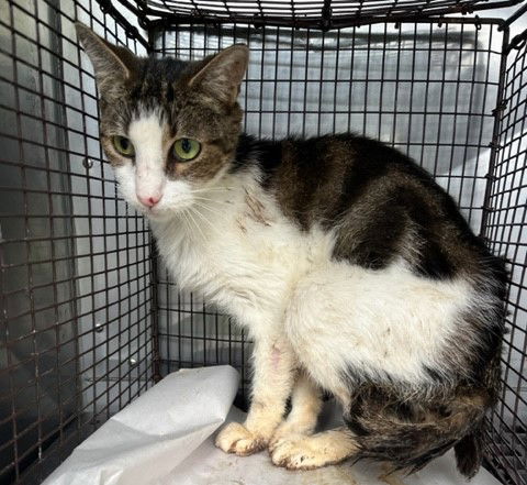 adoptable Cat in Miami, FL named BARRY