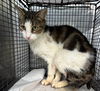 adoptable Cat in miami, FL named BARRY