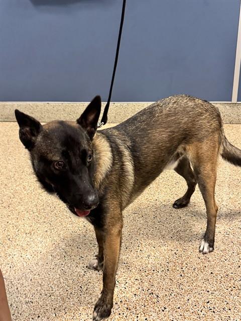 adoptable Dog in Miami, FL named TROOPER