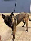 adoptable Dog in  named TROOPER