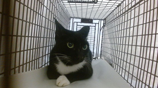 adoptable Cat in Miami, FL named ACE