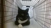 adoptable Cat in miami, FL named ACE