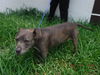 adoptable Dog in  named DOGGIE