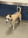 adoptable Dog in  named OLIVIA