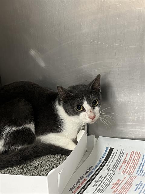 adoptable Cat in Miami, FL named PEPPER
