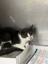 adoptable Cat in miami, FL named PEPPER