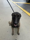 adoptable Dog in miami, FL named BENJI