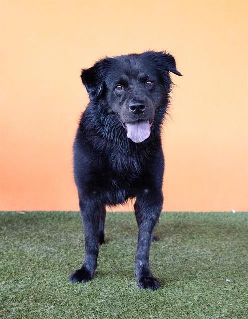 adoptable Dog in Miami, FL named MELVIN