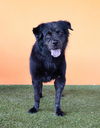 adoptable Dog in  named MELVIN