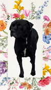 adoptable Dog in  named RAMBO