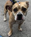 adoptable Dog in  named BROWN