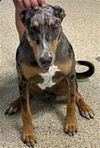 adoptable Dog in  named BLUEY