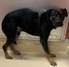 adoptable Dog in  named MAX