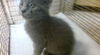 adoptable Cat in miami, FL named RIVER