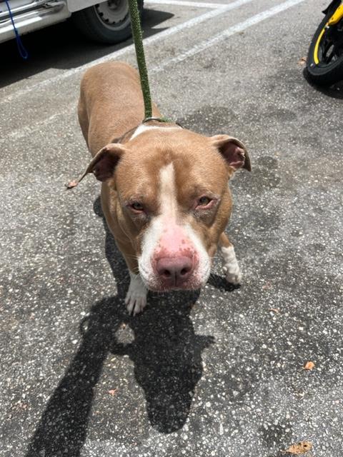 adoptable Dog in Miami, FL named BILLY BOB