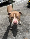 adoptable Dog in  named BILLY BOB