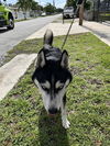 adoptable Dog in  named RIDGE