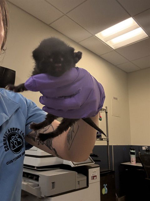 adoptable Cat in Miami, FL named PEPITA