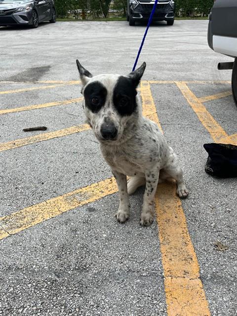 adoptable Dog in Miami, FL named SPARKY