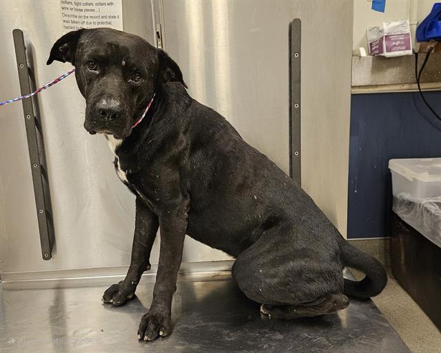 adoptable Dog in Miami, FL named ALBERTO