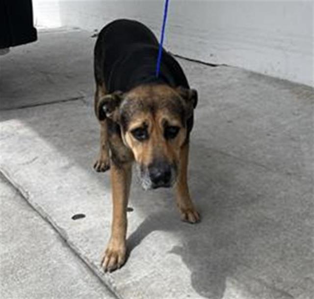 adoptable Dog in Miami, FL named BONY