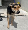 adoptable Dog in  named KLYD