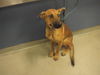 adoptable Dog in  named SHEILA