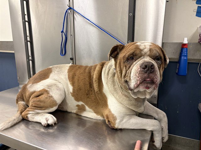 adoptable Dog in Miami, FL named RAMON