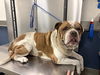 adoptable Dog in  named RAMON