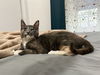 adoptable Cat in miami, FL named ROSIE