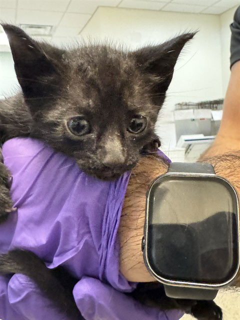 adoptable Cat in Miami, FL named ROSIE