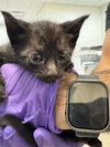 adoptable Cat in miami, FL named ROSIE