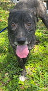 adoptable Dog in  named DANNY