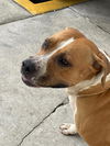 adoptable Dog in  named HONEY