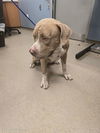 adoptable Dog in  named FRANCO