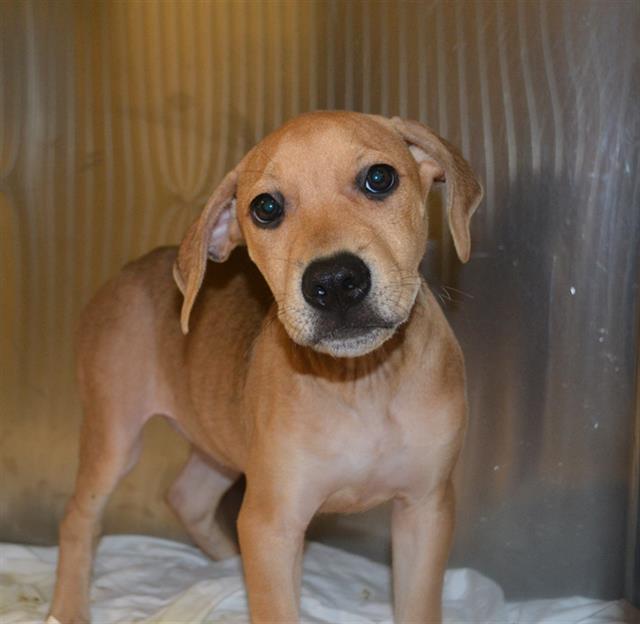 adoptable Dog in Miami, FL named SHARPEI
