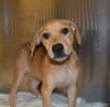 adoptable Dog in  named SHARPEI
