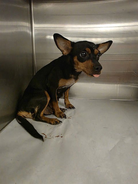 adoptable Dog in Miami, FL named PAISLEY