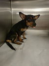 adoptable Dog in miami, FL named PAISLEY